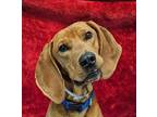 Adopt Findlay *foster needed* a Redbone Coonhound, Coonhound