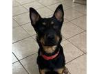 Adopt Beamer a Australian Kelpie