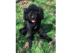 Adopt Shadow a Standard Poodle