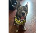 Adopt Frankie a Cattle Dog, American Bully