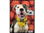 Adopt Kent a Mixed Breed