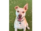 Adopt Rusty a Shepherd, Labrador Retriever