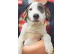 Adopt Lanja Ray a Airedale Terrier, Catahoula Leopard Dog
