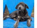 Adopt Alaska Thunderstruck a Airedale Terrier, Catahoula Leopard Dog