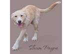 Adopt Sham Payne a Airedale Terrier, Catahoula Leopard Dog