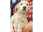 Adopt Sham Payne a Airedale Terrier, Catahoula Leopard Dog