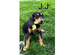 Adopt JJ a Coonhound