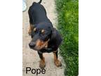 Adopt Pope a Coonhound