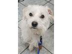Adopt Oscar a West Highland White Terrier / Westie, Mixed Breed