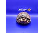 Adopt Mason a Three-Toed Box