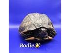 Adopt Bodie a Box, Turtle