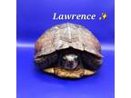 Adopt Lawrence a Box, Turtle