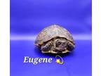 Adopt Eugene a Box, Turtle