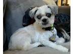 Adopt Ozzie a Shih Tzu