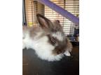 Adopt Bueller a Lionhead