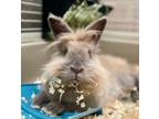 Adopt Starbuck a Lionhead