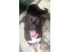 Adopt Dax a Labrador Retriever