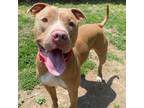 Adopt Pluto a Pit Bull Terrier