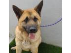 Adopt Drako a Shepherd