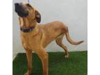 Adopt Coffee Bean a Rhodesian Ridgeback, Mountain Cur