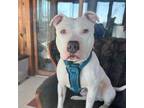 Adopt Blockhead a Pit Bull Terrier