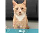 Adopt Bogi a Domestic Short Hair