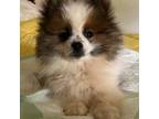 Pomeranian Puppy for sale in Lynchburg, VA, USA