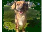 Adopt Mr. Pauly Shore Funny Guy! a Papillon, Spaniel