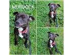 Adopt Murdock a American Staffordshire Terrier