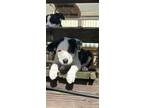 Adopt Fred a Labrador Retriever, Border Collie