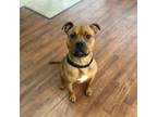 Adopt William a Mixed Breed