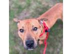 Adopt Ernest a Mixed Breed