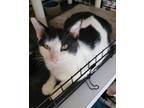 Adopt Casey a Domestic Short Hair