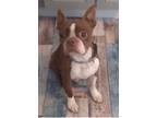 Adopt Yogi a Boston Terrier