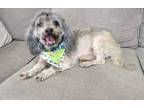 Adopt Ollie a Shih Tzu, Miniature Poodle