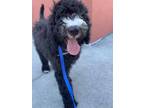 Adopt Marvin a Poodle