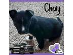 Adopt Chevy - Vehicle Litter a Labrador Retriever, Pit Bull Terrier
