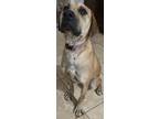 Adopt Birch a Black Mouth Cur