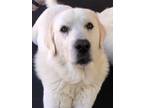 Adopt Connor a Great Pyrenees