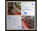 Adopt Meet Zeus and Ty a Maine Coon, Russian Blue