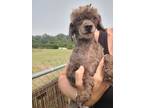 Adopt Brownie a Miniature Poodle