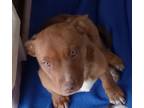 Adopt Red a Mixed Breed