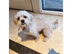 Adopt Capricorn a Shih poo