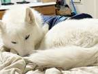 Adopt Echo's Sir Legend Lobo of Old a Siberian Husky