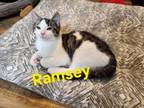 Adopt Ramsey a Domestic Short Hair