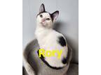 Adopt Rory a Domestic Short Hair