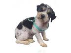 Adopt Bentley a Wire Fox Terrier, Poodle