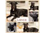 Adopt Lance a Border Collie