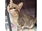 Adopt Theo a American Wirehair, Bengal