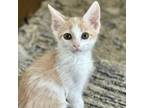 Adopt Dover a Domestic Short Hair